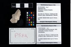 Foto (Objekt + Etikett) von Cracensigillatus acutirostris (Moericke, 1889)  (NHMW-GEO-2014-0194-0582)